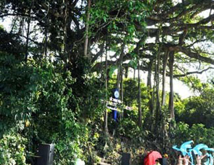 Cây đa 800 năm tuổi trên núi Sơn Trà chính thức trở thành Cây Di sản Việt Nam.