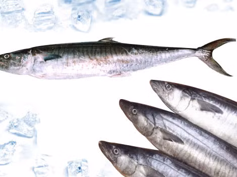 Tránh sử dụng các loại cá có nguồn thủy ngân cao như cá mập, cá kiếm, cá thu, cá cờ… Chỉ nên ăn một lượng nhỏ các loại cá có lượng thủy ngân thấp như cá hồi, cá ngừ, cá trê…