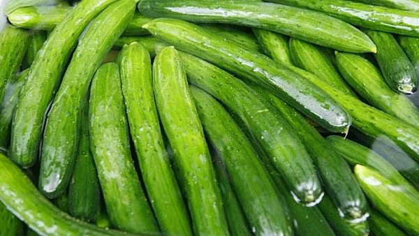 Dưa chuột. Dưa chuột vị mát, có tác dụng thanh nhiệt, giải khát, lợi tiểu. Hơn nữa, chất cellulose trong dưa chuột có thể thúc đẩy đường ruột bài tiết thức ăn thừa, làm giảm sự hấp thụ cholesterol, và một số chất khác giúp hạn chế các loại tinh bột trong cơ thể chuyển hóa thành chất béo, đạt được mục đích giảm béo và điều chỉnh quá trình chuyển hóa lipid.