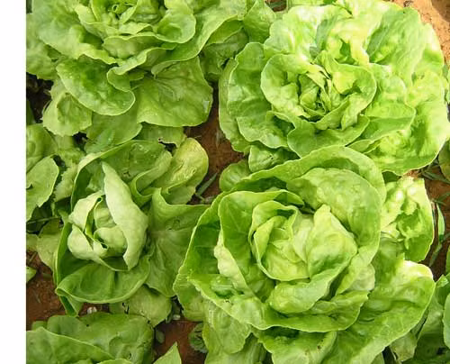 Xà lách. Thực phẩm nhiều màu xanh này cũng chứa một lượng vitamin C dồi dào và lại có rất ít calo, giúp bạn chế ngự cảm giác thèm ăn một cách dễ dàng.