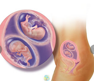 12 tuần: Hai bé đang bận đá chân. Bàn tay của bé bây giờ đang chéo nhau trước ngực. Móng tay nhỏ xíu đã bắt đầu mọc. Mí mắt đang hình thành và nướu răng thì chồi ra ngoài.