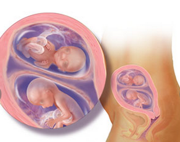 16 tuần: Một cặp sinh đôi sẽ có vân tay giống nhau. Nếu có cơ hội quan sát ảnh siêu âm của các bé lúc này, bạn có thể nhìn thấy cơ quan sinh sản của chúng