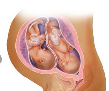 28 tuần tuổi: Cặp song sinh đã có thể mở mí mắt, lông mi đã khá dài. Các lớp mỡ tích tụ dưới da, da trở nên mịn màng hơn. Các bé đã có thể mút ngón tay của mình và bạn thậm chí có thể cảm nhận được khi chúng bị nấc vào thời điểm này.