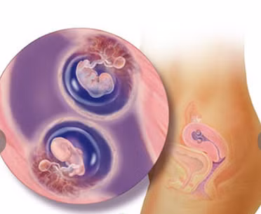 8 tuần tuổi: Cặp song sinh tại thời điểm 8 tuần đã phát triển cánh tay và chân uốn cong, các tế bào thần kinh của em bé đã phát triển và kết nối với nhau. Các bé đã có "thần giao cách cảm" rồi.