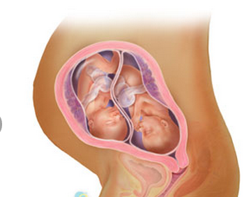 24 tuần tuổi: Hai lông mày em bé bắt đầu dài ra, nụ răng rụng và răng vĩnh viễn bắt đầu hình thành. Bất kể khi sinh ra bé có màu da gì thì lúc này trông chúng cũng đều màu đỏ và nhăn nheo.