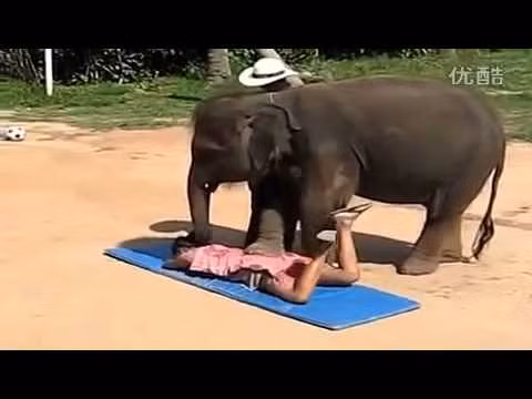 Những chú voi massage ở Chiang Mai biết cách lấy những đôi chân vĩ đại của mình, nhẹ nhàng đặt lên lưng du khách với những điểm nhấn không khiến con người thấy đau mà chỉ thấy dễ chịu.