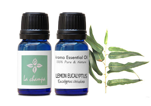 Bí quyết trị gàu của phụ nữ Australia. Bí quyết trị gàu bằng tinh dầu cây bạch đàn được rất nhiều thế hệ phụ nữ nước này tin dùng. Tất cả những gì bạn cần làm chỉ là nhỏ một vài giọt tinh dầu cây bạch đàn vào dầu gội đầu và sử dụng như bình thường. Bạn sẽ không còn nỗi lo về gàu nữa.