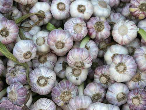 Tỏi. Hãy cắt một nhánh tỏi và sau đó sử dụng nó để chà vào các nốt mụn trứng cá sẽ giúp làm mờ sẹo và ngăn ngừa những vết sẹo mới trong tương lai.