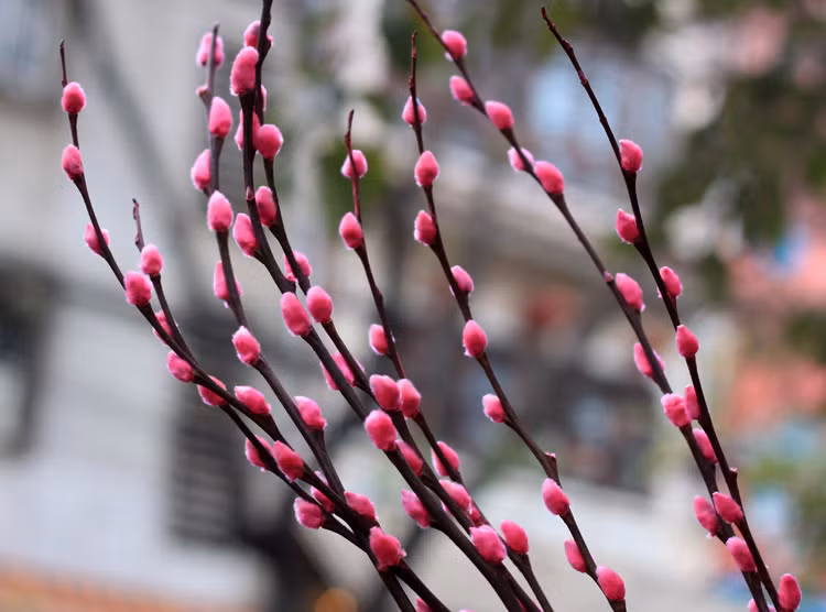 Tinh dầu tầm xuân. Tinh dầu tầm xuân dân giã đã được sử dụng trong nhiều ngành mỹ phẩm khác nhau và đã thực sự chứng minh được hiệu quả tuyệt vời của nó khi muốn làm mờ những vết sẹo trên cơ thể. Để sử dụng điều trị sẹo tự nhiên, bạn cần phải xoa bóp dầu tầm xuân vào vùng da bị sẹo 2 lần/ngày với thời gian xoa bóp trong 15 phút.