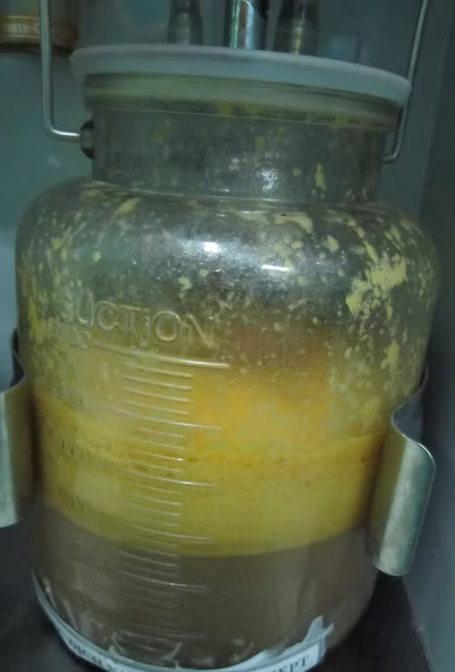 Mỡ hóa lỏng được đưa ra ngoài.