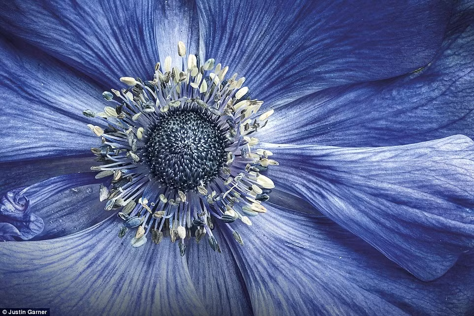 Justin Garner từ Manchester, Anh, đã giành được giải ở hạng mục Thế giới nhỏ bé với bức ảnh chụp cận cảnh một bông hoa, được trồng ngay trên ban công ngôi nhà của mình.