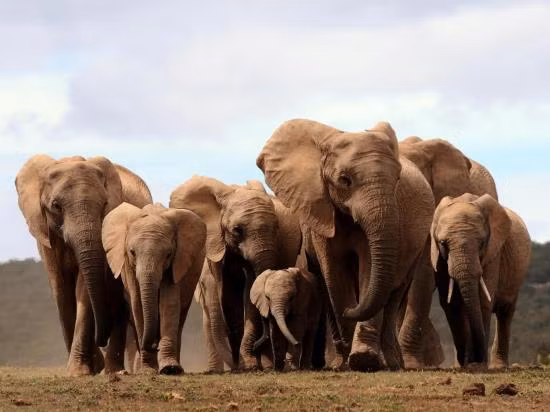 Kho tin: Voi chau Phi mat gien “moc nga” do nan san trom