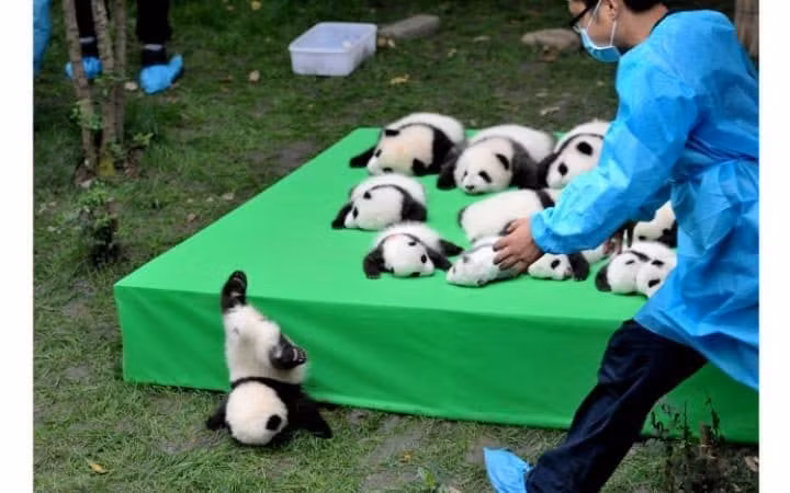 Trên sân khấu tập trung đông đủ 23 bé gấu trúc sinh năm 2016, một chú không cẩn thận ngã nhào, lộn đầu xuống đất. Bầy gấu trúc được nuôi dưỡng tạiCơ sở nghiên cứu và gây giống gấu trúc Thành Đô, Tứ Xuyên, Trung Quốc.