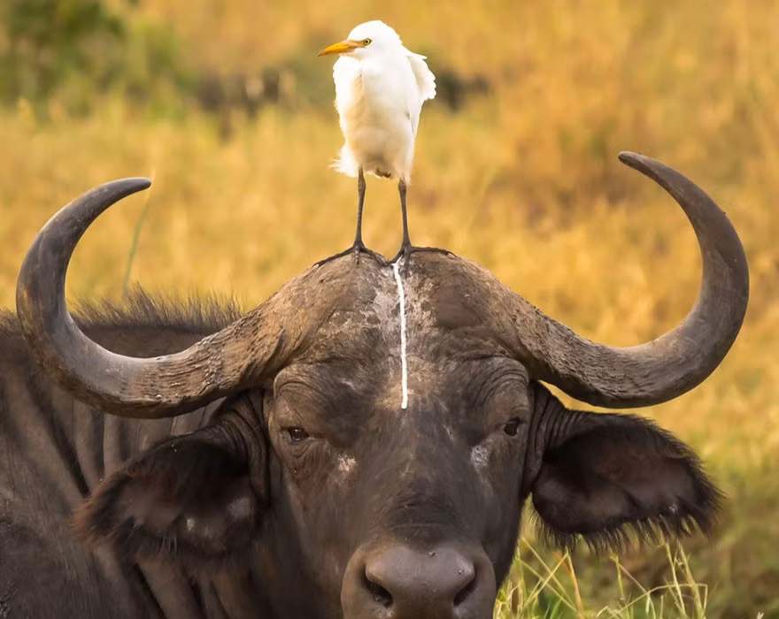 Chú trâu ở công viên quốc gia Meru, Kenya, có vẻ không hài lòng khi người bạn chim có hành động khiếm nhã. Bức ảnh được chụp bởi Tom Stables.
