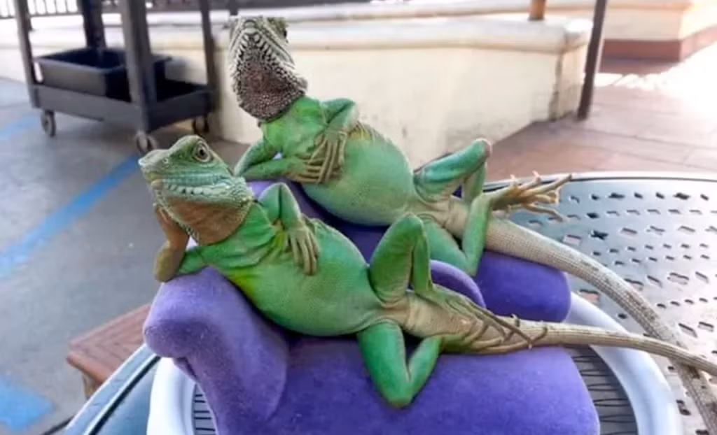 Hai khách thằn lằn Baby Love và Buddy Love thư giãn trong tư thế thoải mái tại quán cafe ngoài trời ở Beverly Hills, California, Mỹ. Anh Henry Schifberg, còn được mệnh danh "Henry yêu bò sát", sở hữu tới 50 con vật thuộc loài bò sát ngay tại nhà mình.