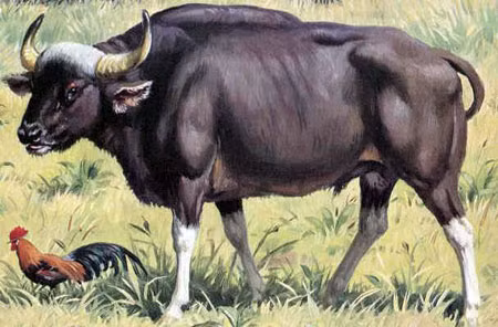 Có thân hình tuyệt đẹp với cặp sừng cong vút, bò xám là loài động vật đầy kiêu hãnh của núi rừng Tây Nguyên. Tiếc thay, nạn săn bắn và chặt phá rừng đã nhanh chóng đẩy loài này đến chỗ diệt vong.