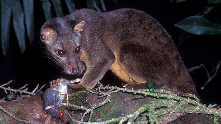 Cầy rái cá là một loài động vật độc đáo vì thuộc họ cầy nhưng lại sống gần nước như rái cá. Rất hiếm gặp, loài này từng được bắt gặp tại hồ Ba Bể (Bắc Kạn) nhưng trong nhiều năm qua đã không còn thấy xuất hiện.