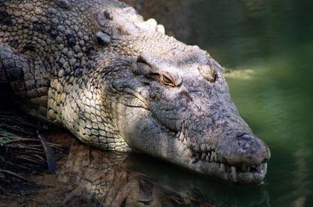 Là loài bò sát khổng lồ với chiều dài có thể lên đến 7m, cá sấu hoa cà từng thống trị các đầm lầy và rừng ngập mặn miền Nam Việt Nam. Cũng giống như hươu sao, dù đã tuyệt chủng ngoài thiên nhiên nhưng loài bò sát này vẫn được nuôi tại một số vườn thú và trang trại để lấy thịt và da.