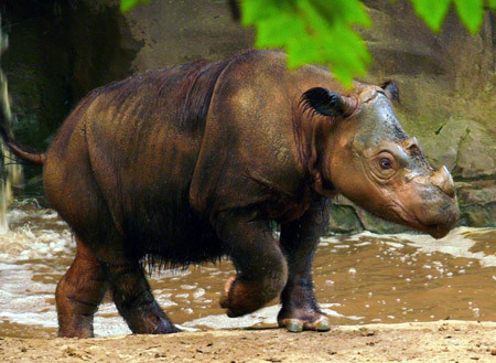 br/> Tê giác hai sừng (còn gọi là tê giác Sumatra) rất dễ phân biệt với người họ hàng một sừng bởi thân hình đầy lông lá và hai chiếc sừng nhỏ trên đầu mũi. Loài tê giác này từng sinh sống tại các khu rừng ở tỉnh Khánh Hòa. Biến mất khỏi tầm nhìn của con người trong nhiều năm, chúng được xác định là đã tuyệt chủng.