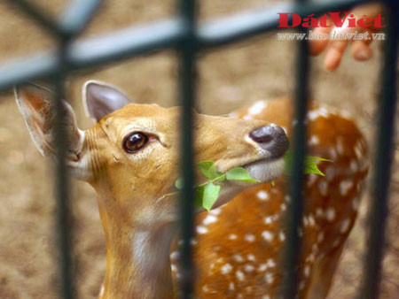 Là một con vật khá quen thuộc, có thể được bắt gặp trong các sở thú và trang trại ở Việt Nam, nhưng hươu sao được coi là đã tuyệt chủng ngoài môi trường tự nhiên. Con vật hiền lành này trước đây sinh sống tại rất nhiều địa phương từ Bắc vào Nam.