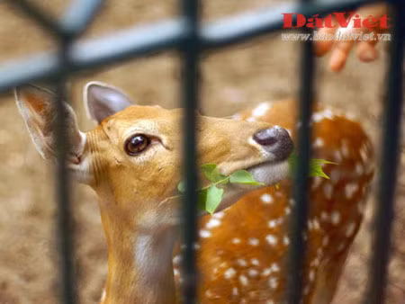 Là một con vật khá quen thuộc, có thể được bắt gặp trong các sở thú và trang trại ở Việt Nam, nhưng hươu sao được coi là đã tuyệt chủng ngoài môi trường tự nhiên. Con vật hiền lành này trước đây sinh sống tại rất nhiều địa phương từ Bắc vào Nam.