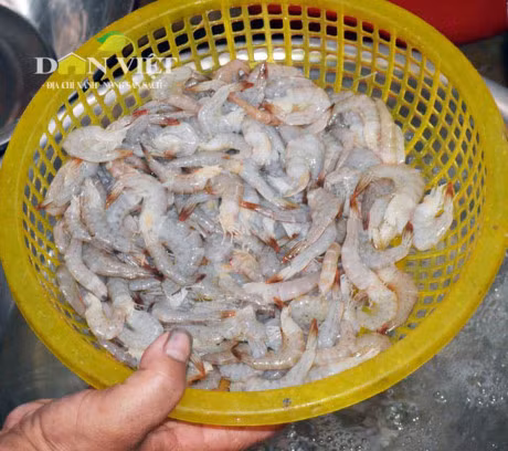 Ky cong Tet lam mam tom tru danh xu Dat Mui-Hinh-2