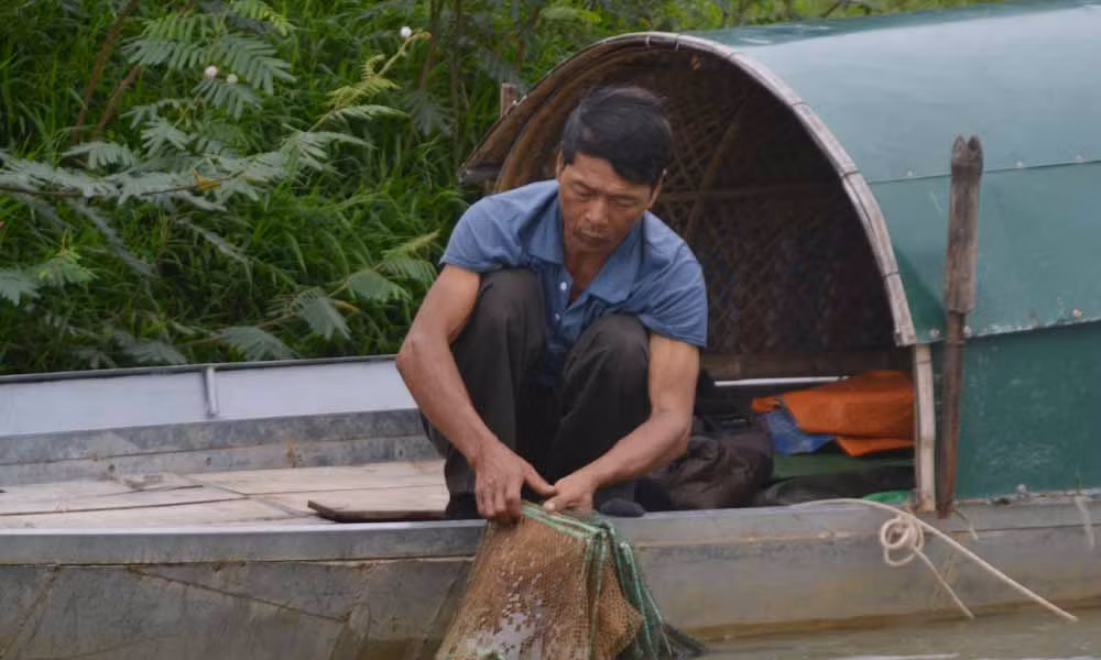 Chanh long 35 mua Tet tren song Hieu