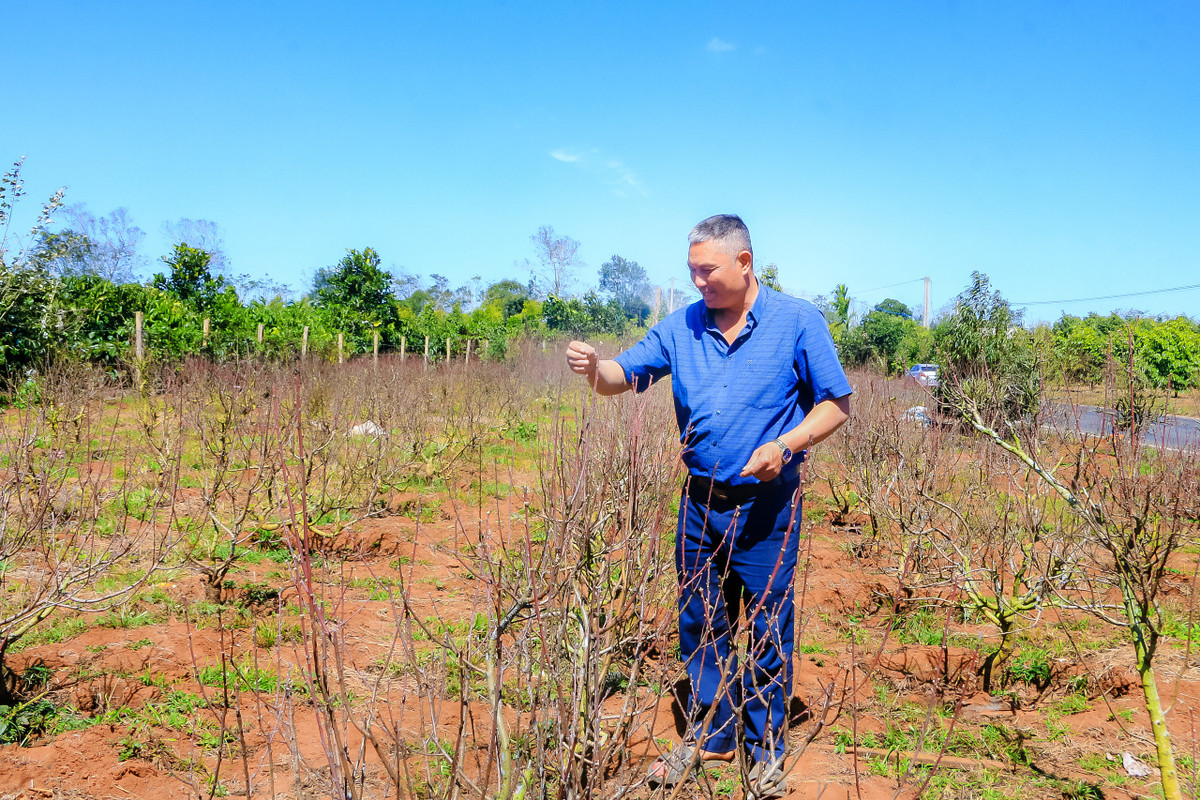 Đưa hoa đào Nhật Tân nở rộ trên mảnh đất Tây Nguyên - Hình 5 Dua hoa dao Nhat Tan no ro tren manh dat Tay Nguyen-Hinh-5