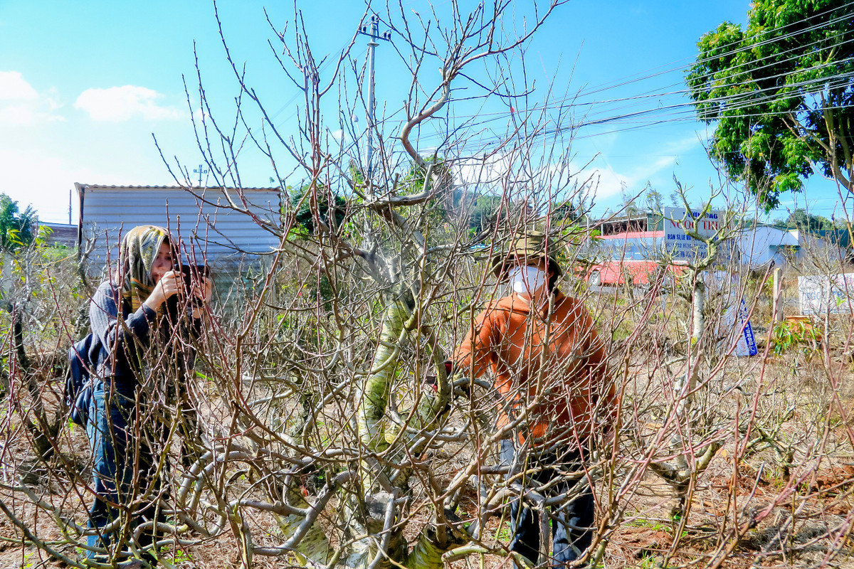 Đưa hoa đào Nhật Tân nở rộ trên mảnh đất Tây Nguyên - Hình 3 Dua hoa dao Nhat Tan no ro tren manh dat Tay Nguyen-Hinh-3