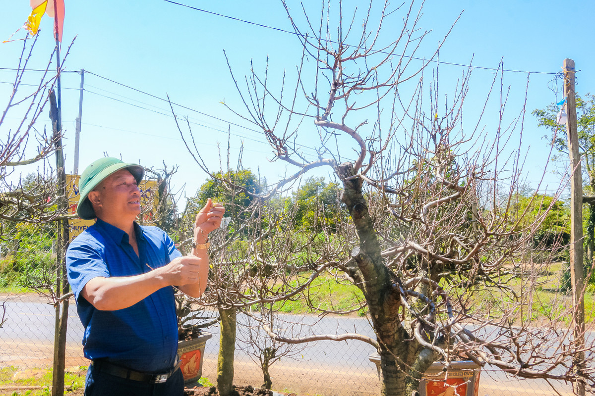 Đưa hoa đào Nhật Tân nở rộ trên mảnh đất Tây Nguyên - Hình 4 Dua hoa dao Nhat Tan no ro tren manh dat Tay Nguyen-Hinh-4