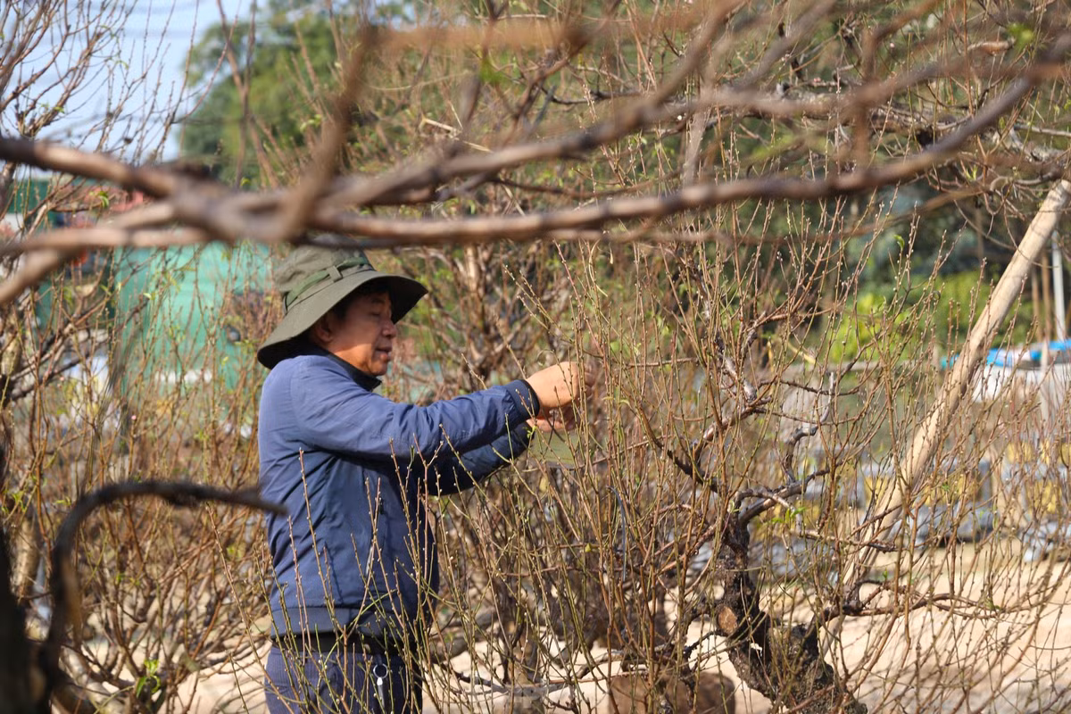 Nhung goc dao co thu “khung” do bo xuong pho don Xuan-Hinh-8
