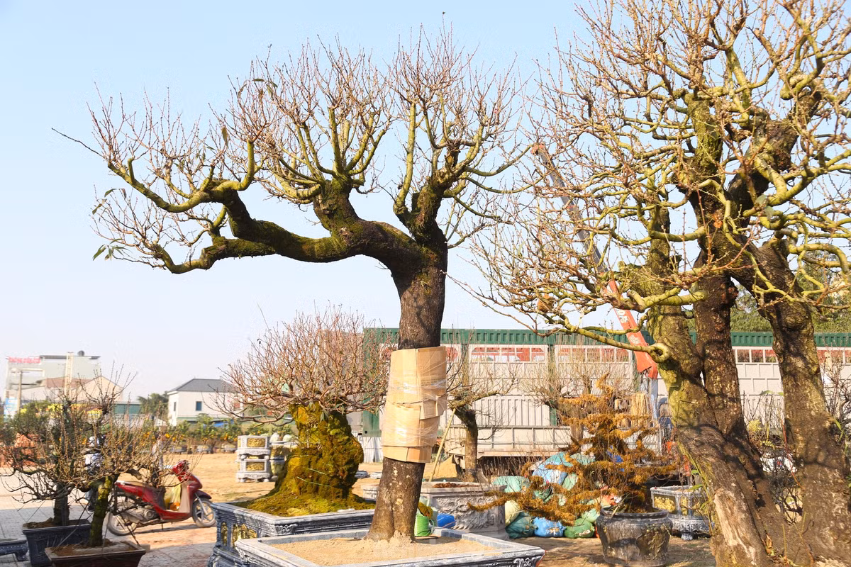 Nhung goc dao co thu “khung” do bo xuong pho don Xuan-Hinh-13