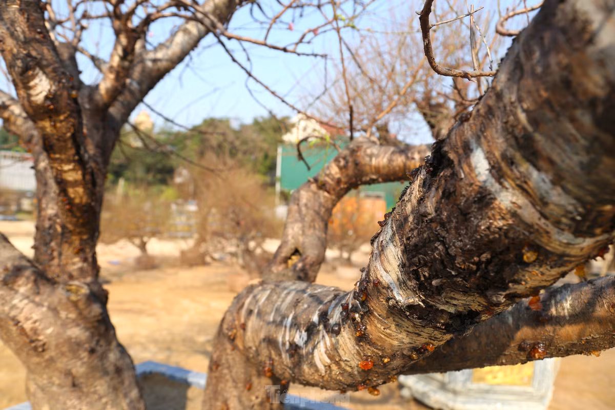 Nhung goc dao co thu “khung” do bo xuong pho don Xuan-Hinh-3