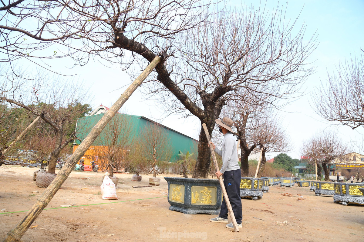 Nhung goc dao co thu “khung” do bo xuong pho don Xuan-Hinh-7