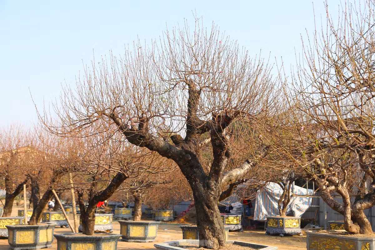 Nhung goc dao co thu “khung” do bo xuong pho don Xuan