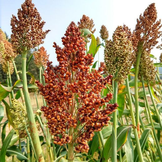 Vẻ ngoài của cây bo bo của nó rất giống cây ngô (bắp), nhưng trổ ra chùm nhiều hạt nhỏ như hạt đậu ở phần ngọn. Hạt bo bo có vỏ rất cứng và rất khó nấu ăn trực tiếp.