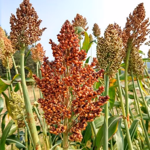 Vẻ ngoài của cây bo bo của nó rất giống cây ngô (bắp), nhưng trổ ra chùm nhiều hạt nhỏ như hạt đậu ở phần ngọn. Hạt bo bo có vỏ rất cứng và rất khó nấu ăn trực tiếp.