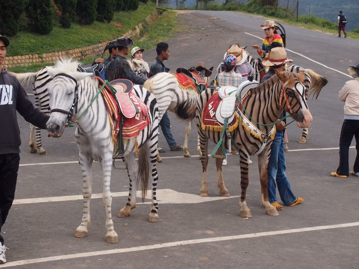  8. Núi Lang Biang, Đà Lạt. Leo lên đỉnh núi Lang Biang gần thành phố Đà Lạt thực sự là một trải nghiệm du lịch thú vị, tuy khá mệt. Điều kỳ lạ của địa điểm này nằm ở bãi đậu xe, nơi một số người "dám nghĩ dám làm" đã sơn con ngựa của họ trông giống ngựa vằn.