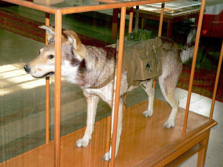 Đến giữa năm 1943, do tình hình trên mặt trận đã thay đổi, chó chống tăng không còn được sử dụng. Vai trò lịch sử của những chú chó cảm tử đã kết thúc cùng những chiến công oanh liệt.