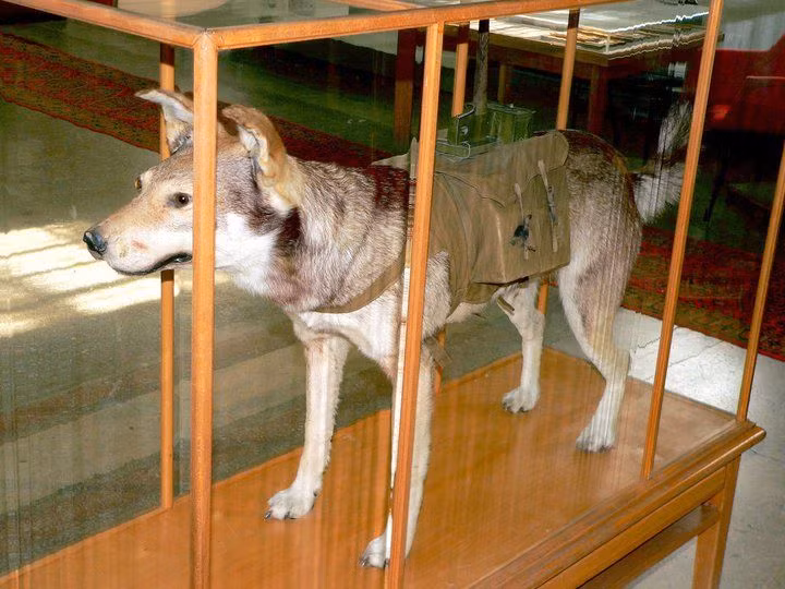 Đến giữa năm 1943, do tình hình trên mặt trận đã thay đổi, chó chống tăng không còn được sử dụng. Vai trò lịch sử của những chú chó cảm tử đã kết thúc cùng những chiến công oanh liệt.