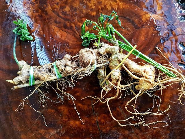 Trước khi có nghiên cứu của các nhà khoa học, sâm Ngọc Linh đã được các đồng bào dân tộc thiểu số khu vực núi Ngọc Linh, đặc biệt là dân tộc Xê Đăng ở Nam Trà My sử dụng như một loại vị thuốc cổ truyền, chữa được nhiều loại bệnh khác nhau.