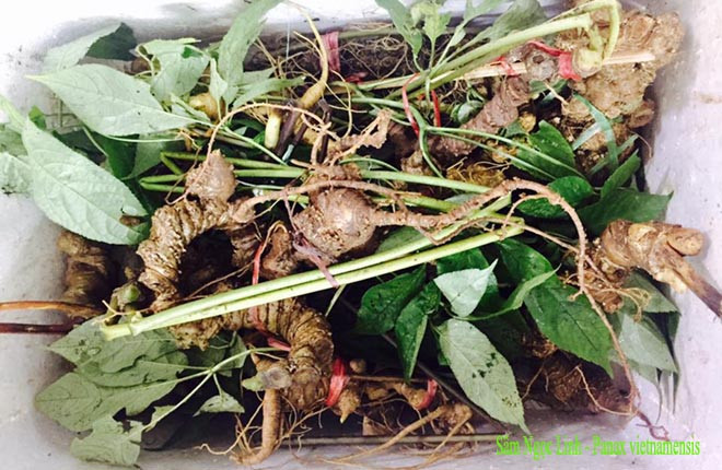 Sau khi sâm được phát hiện, Khu uỷ Khu 5 đã chỉ đạo Ban Dân y bí mật bảo vệ và khai thác, giao cho xưởng Dược Trung Trung Bộ chế biến làm thuốc phục vụ cán bộ, chiến sĩ và nhân dân; đồng thời gửi mẫu ra Bộ Y tế, Viện Dược liệu Hà Nội nghiên cứu.