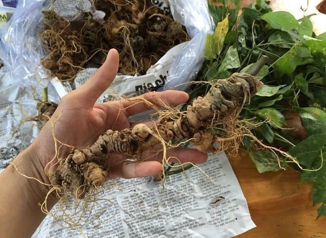 Sau khi hòa bình lập lại, việc nghiên cứu sâm Ngọc Linh tiếp tục được đẩy mạnh. Đã có nhiều cơ quan, nhà khoa học trong và ngoài nước nghiên cứu về sâm Ngọc Linh, và hàng chục nghiên cứu sinh bảo vệ thành công luận án từ các công trình nghiên cứu về loài cây thuốc này.