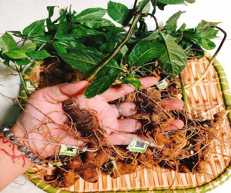 Tên gọi sâm Ngọc Linh gắn với núi Ngọc Linh - dãy núi cao nhất miền Trung. Đỉnh cao nhất của dãy núi này là đỉnh Ngọc Linh (2.605 mét), nằm ở nơi giáp ranh của ba huyện Nam Trà My (Quảng Nam), Tu Mơ Rông, Đăk Glei (Kon Tum). Ảnh: TT Nghiên cứu và Ứng dụng Thuốc Dân Tộc.