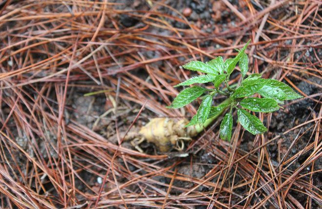 Xuất phát từ chân núi, vào ngày 19/3/1973, ở độ cao 1.800 mét so với mực nước biển, đoàn đã phát hiện hai cây sâm đầu tiên và ngay buổi chiều cùng ngày đã phát hiện được một vùng sâm rộng lớn thuộc phía Tây núi Ngọc Linh.