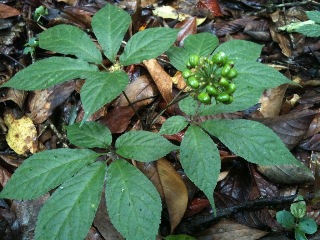 Sau 15 ngày nghiên cứu toàn diện về hình thái, sinh thái, quần thể, quần lạc, phân bố, di cư và phát tán, dược sĩ Đào Kim Long đã xác định núi Ngọc Linh là quê hương của cây sâm mới, đặc biệt quý hiếm, chưa từng xuất hiện tại bất cứ nơi nào khác trên thế giới.