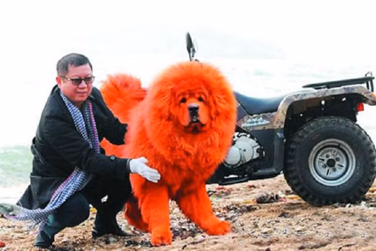 Giống chó Ngao Tây Tạng được cho là loài chó đắt nhất thế giới khi rất nhiều tỷ phú bỏ ra nửa triệu USD để sắm về cho mình một chú cho dòng này. Trong ảnh là tỷ phú Li Ruihong bên chú chó Ngao màu cam siêu quý hiếm.