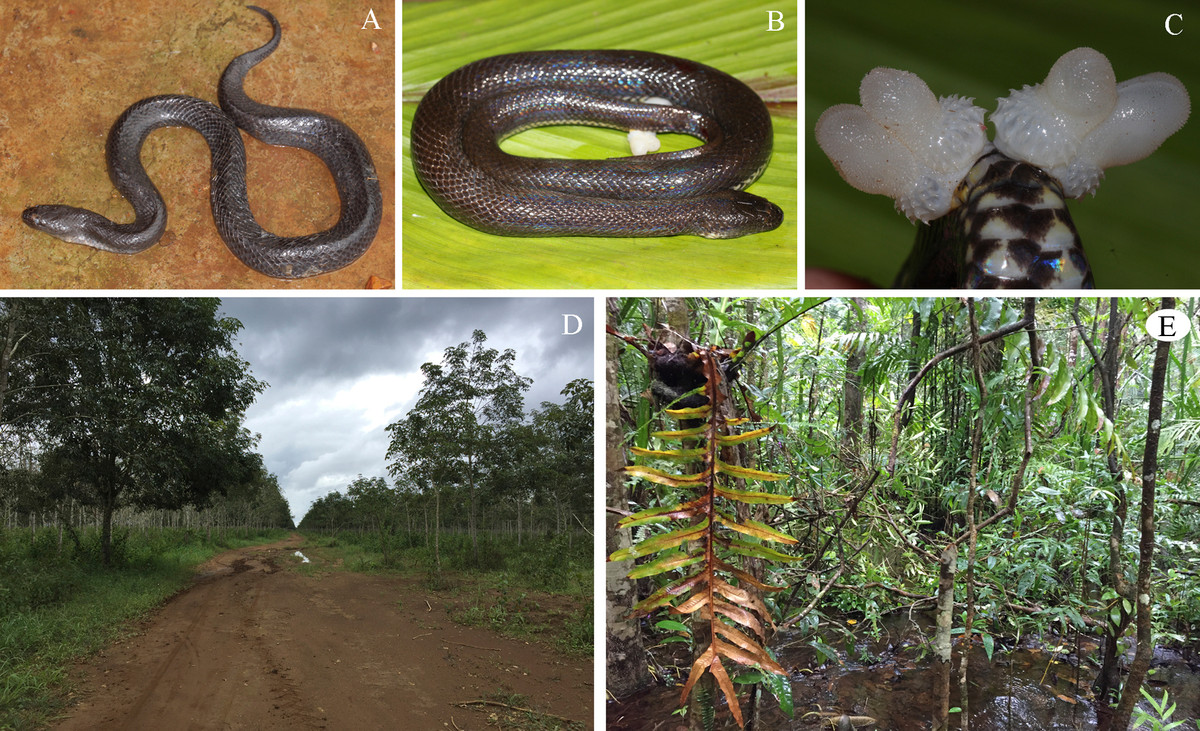 Chi rắn bùn được đánh giá là loài khá hiếm.