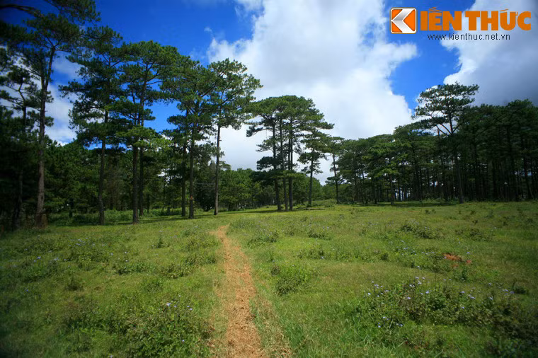 Thế rồi Thảo nhận được tin Tâm đã tử trận. Đau đớn khôn cùng, cô tìm đến khu đồi thông bên hồ nơi hai người từng hò hẹn và tự vẫn vào ngày 15/3/1956. Thuận theo nguyện vọng của Thảo, gia đình đã chôn cô ngay dưới khu đồi thông.