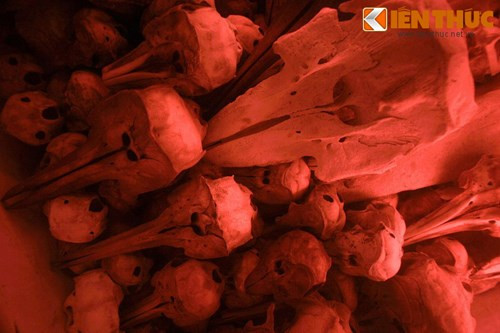 Đây là hàng chục bộ xương đủ các kích cỡ, thuộc nhiều loài cá heo, cá voi khác nhau.